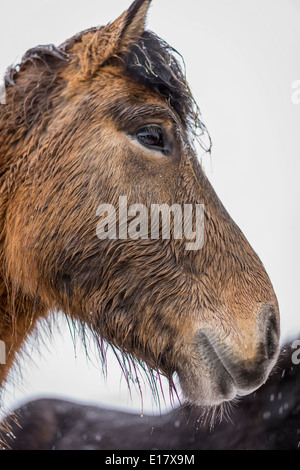 Wet cavallo islandese al di fuori in una tempesta di neve, Islanda Foto Stock
