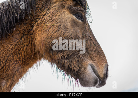 Wet cavallo islandese al di fuori in una tempesta di neve, Islanda Foto Stock
