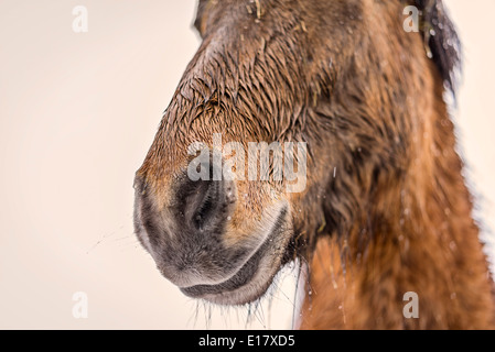 Wet cavallo islandese al di fuori in una tempesta di neve, Islanda Foto Stock