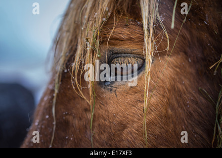 Wet cavallo islandese al di fuori in una tempesta di neve, Islanda Foto Stock
