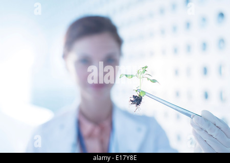 Botanico tenendo la pianta con le pinzette a molla Foto Stock