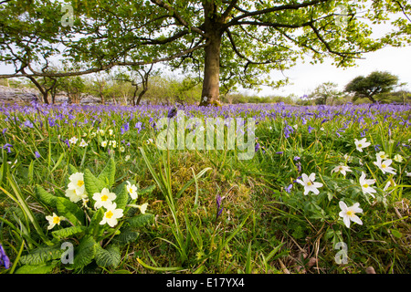 Bluebellsm primule e anemoni di legno che cresce su una collina calcarea in Yorkshire Dales National Park, Regno Unito. Foto Stock