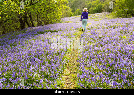 Una donna a piedi attraverso Bluebells crescendo su una collina calcarea in Yorkshire Dales National Park, Regno Unito. Foto Stock