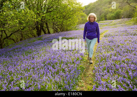 Una donna a piedi attraverso Bluebells crescendo su una collina calcarea in Yorkshire Dales National Park, Regno Unito. Foto Stock