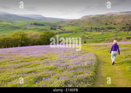 Una donna a piedi attraverso Bluebells crescendo su una collina calcarea in Yorkshire Dales National Park, Regno Unito. Foto Stock