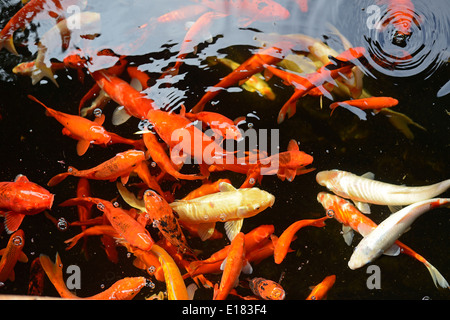 Carpe Koi e Gold i pesci nuotano insieme in un stagno esterno Foto Stock