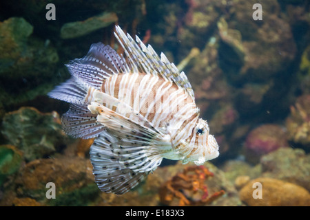 Scorfani, acquario, Barcellona, in Catalogna, Spagna, Europa Foto Stock