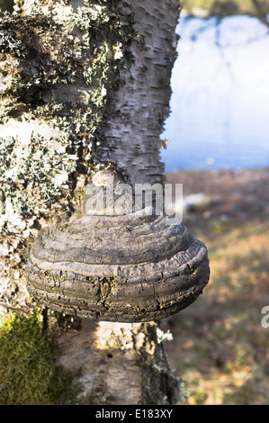 Dh staffa Tinder fungo FUNGHI UK Fomes fomentarius sul tronco di albero corteccia in Caledonian foresta britannica di legno Foto Stock