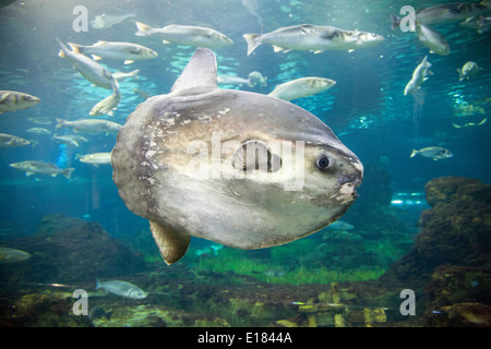 Ocean sunfish, acquario, Barcellona, in Catalogna, Spagna, Europa Foto Stock