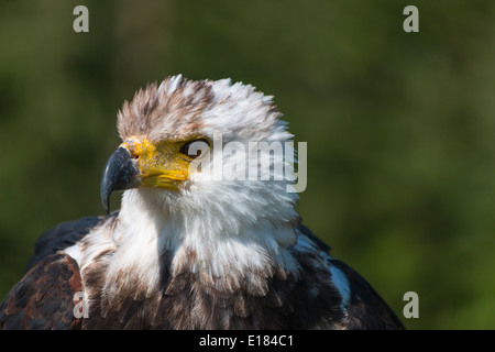 Captive African Fish Eagle Haliaeetus Vocifer Foto Stock