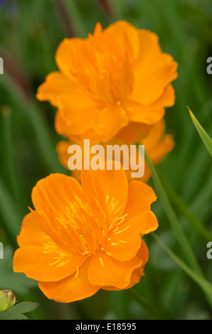 Trollius 'Dancing fiamma' Foto Stock