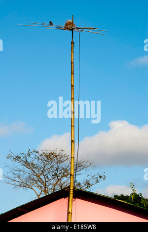 Nido di uccelli in un'antenna televisiva, .Tortuguero. PARQUE Nacional Tortuguero. COSTA ATLÁNTICA. COSTA RICA. AMERICA CENTRALE Foto Stock