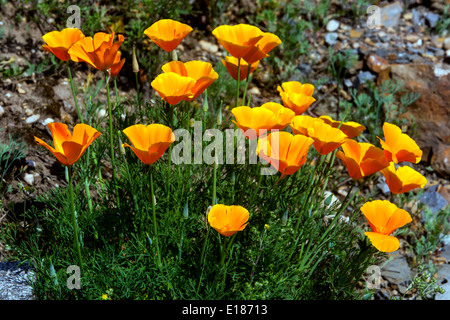 California Poppies Eschscholzia californica Foto Stock