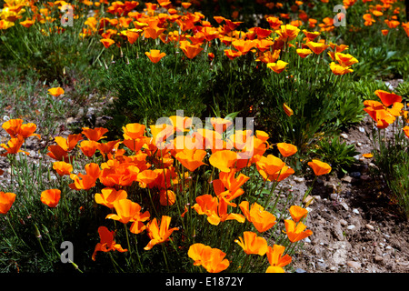 Papaveri californiani Eschscholzia californica fiori d'arancia che crescono su un terreno sassoso Foto Stock