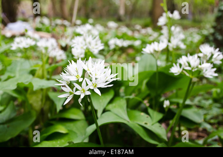 Aglio selvatico fiori Foto Stock
