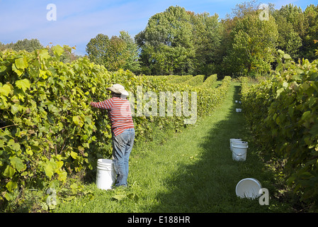 Uva - Raccoglitrice in vigna Foto Stock