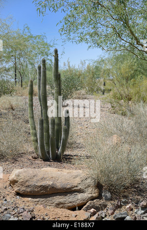 Cactus Foto Stock