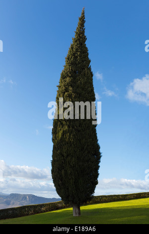 Cipresso, Andalucía'a, Spagna Foto Stock