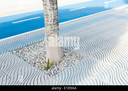 Albero che cresce sul marciapiede urbano Foto Stock