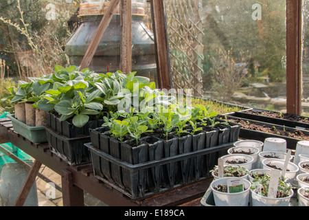 Un banco di serra che mostra piante giovani, fagioli e crauti pronto per piantare in giardino (7 di 7) Foto Stock