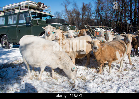 Land Rover Serie 2a nella neve con le pecore, in Fallston, MD, Stati Uniti d'America Foto Stock