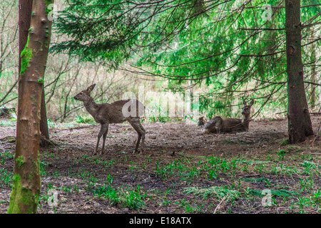Cervi nei boschi a Center Parcs, Longleat, Inghilterra, Regno Unito. Foto Stock