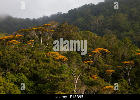 La fioritura può alberi in Altos de Campana national park, Repubblica di Panama. Questo evento annuale avviene normalmente in maggio. Foto Stock