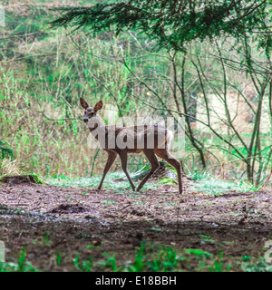 Cervi nei boschi a Center Parcs, Longleat, Inghilterra, Regno Unito. Foto Stock