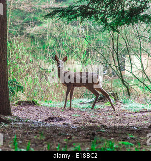 Cervi nei boschi a Center Parcs, Longleat, Inghilterra, Regno Unito. Foto Stock