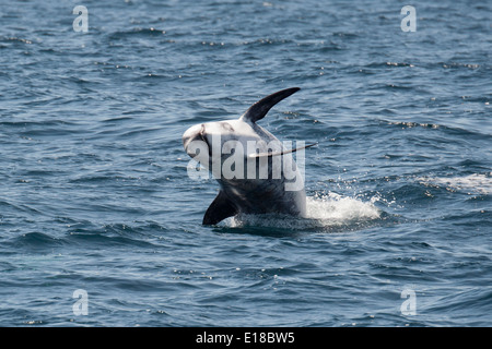 Risso (Dolphin Grampus griseus) violare. Monterey, California, Oceano Pacifico. Foto Stock