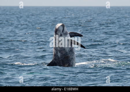 Risso (Dolphin Grampus griseus) violare. Monterey, California, Oceano Pacifico. Foto Stock