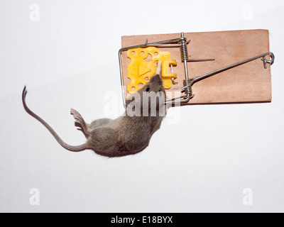 Un topo morto catturati in un mousetrap Foto Stock