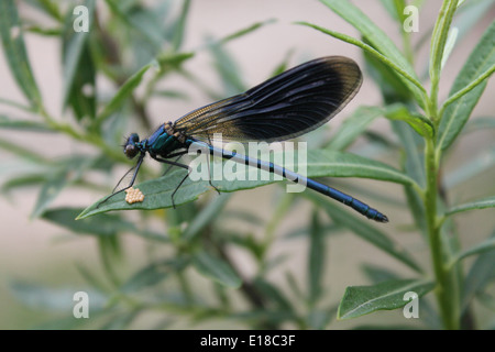 Fast blue libellula con ali ripiegate sedersi sulla macchia verde e depongono le uova Foto Stock