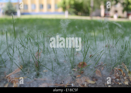 Green giovani germogli di erba che copre i vimini verso il basso Foto Stock