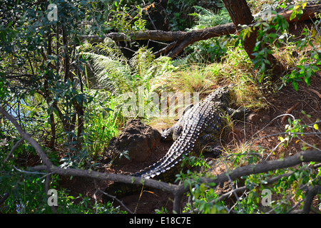 Kwena fattoria di coccodrilli, Sun City Resort, Pilanesberg, nord ovest della provincia, Repubblica del Sud Africa Foto Stock