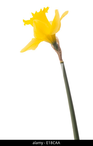 Daffodil fiore di narciso o isolati su sfondo bianco intaglio Foto Stock