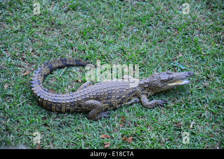 Kwena fattoria di coccodrilli, Sun City Resort, Pilanesberg, nord ovest della provincia, Repubblica del Sud Africa Foto Stock