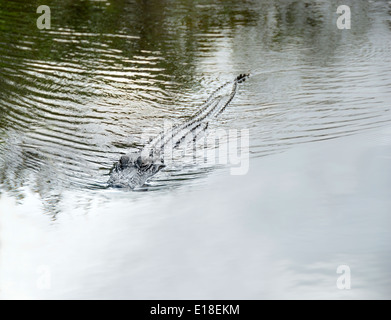 Il coccodrillo americano nuoto verso la telecamera. Foto Stock