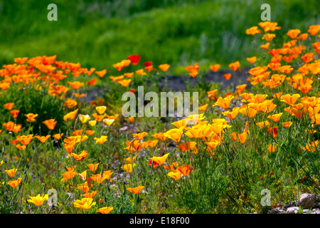 California Poppies Eschscholzia californica Foto Stock