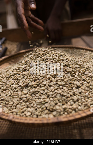 Appena elaborati i chicchi di caffè su Mt. Kilimanjaro, Tanzania Foto Stock