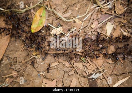 Formiche di conducente (siafu) su Mt. Kilimanjaro, Tanzania Africa Orientale. Foto Stock