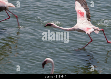 Fenicotteri in volo al Parco Nazionale di Arusha, Tanzania Africa Orientale. Foto Stock