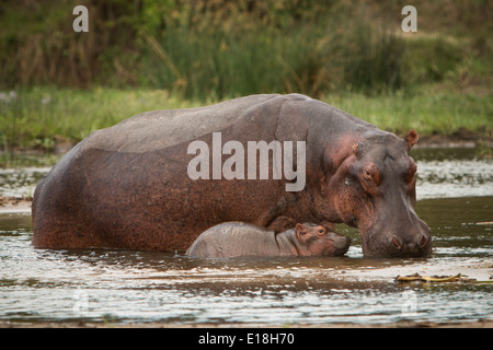 Ippopotamo a Murchison Falls National Park, Uganda, Africa orientale. Foto Stock