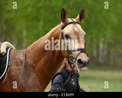 Lo sposo ragazza conduce akhal-teke akhalteke (cavalli) Foto Stock