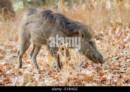 Warthog alimentando in bandhavgarh national park, India, Asia Foto Stock