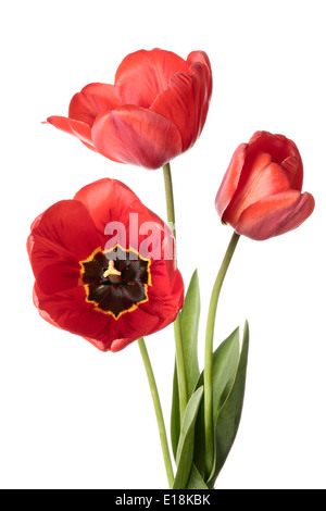 I tulipani. Tre fiori rossi isolato su uno sfondo bianco Foto Stock