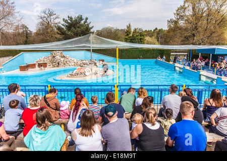 Pinguini a Paultons park, Hampshire, Inghilterra, Regno Unito. Foto Stock