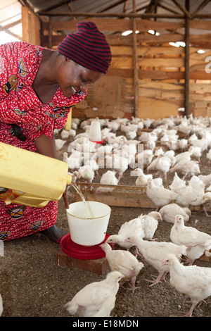 Una donna di allevamenti di polli in Jinja, Uganda. Foto Stock