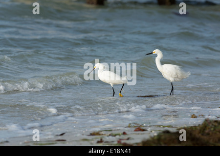 Snowy Egrets nel surf Sanobel Isola Foto Stock