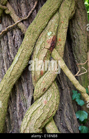 Tronco di un albero ricoperta con matura edera (Hedera helix) in inglese bosco selvatico Foto Stock